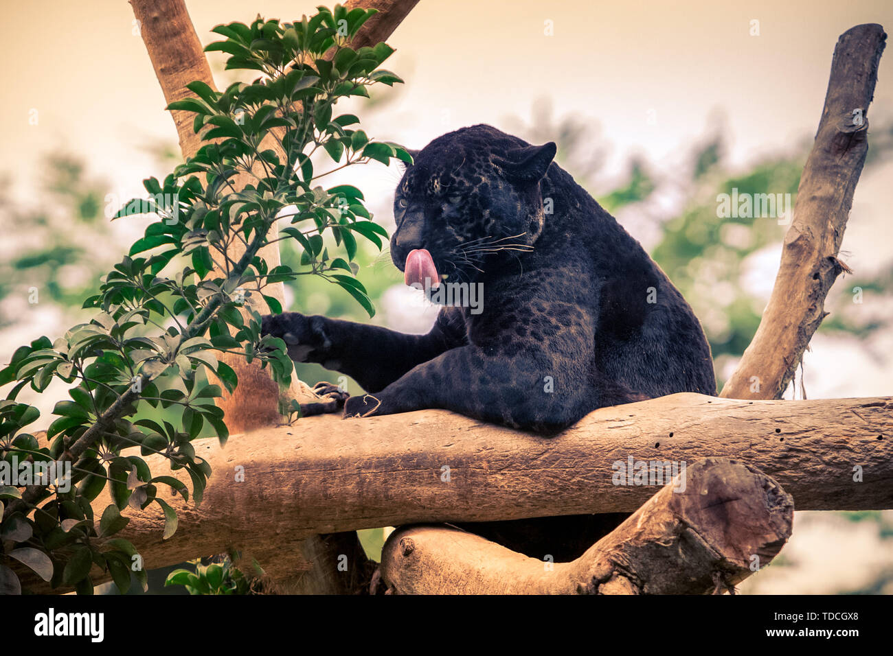 Black Panther, wilde Katze flink klettern auf den Baum. Stockfoto