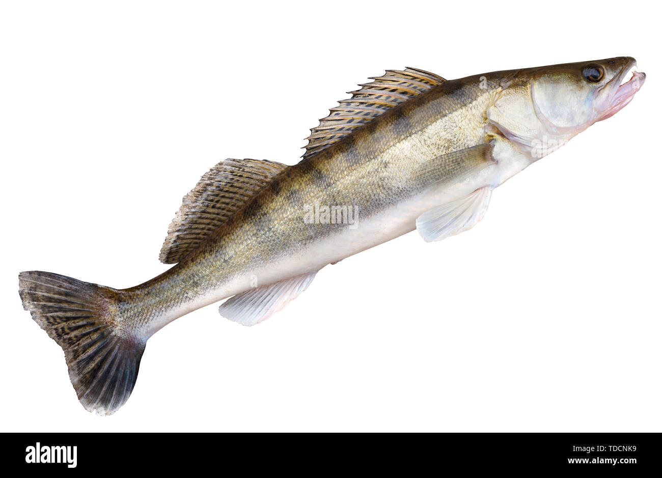 Walleye isoliert mit Freistellungspfad Stockfoto
