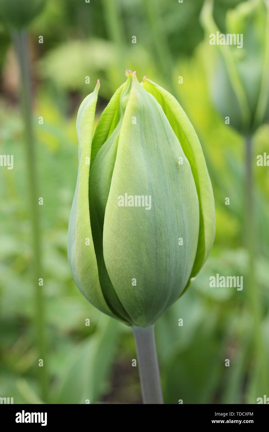 Tulipa 'Evergreen'. Reines Grün tulip vom Triumph Gruppe im Mai Stockfoto