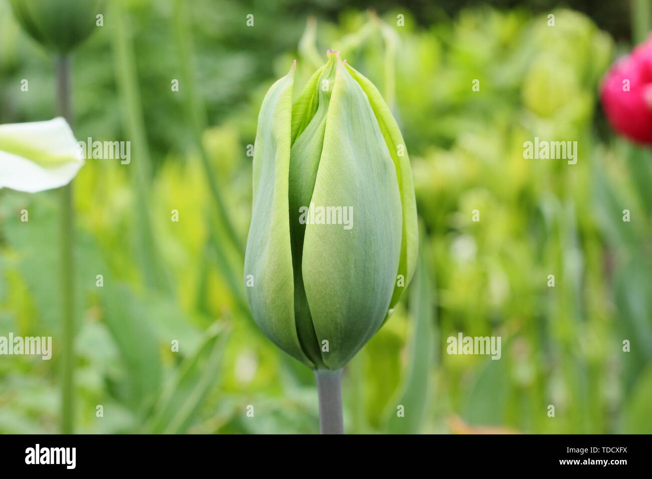 Tulipa 'Evergreen'. Reines Grün tulip vom Triumph Gruppe im Mai Stockfoto