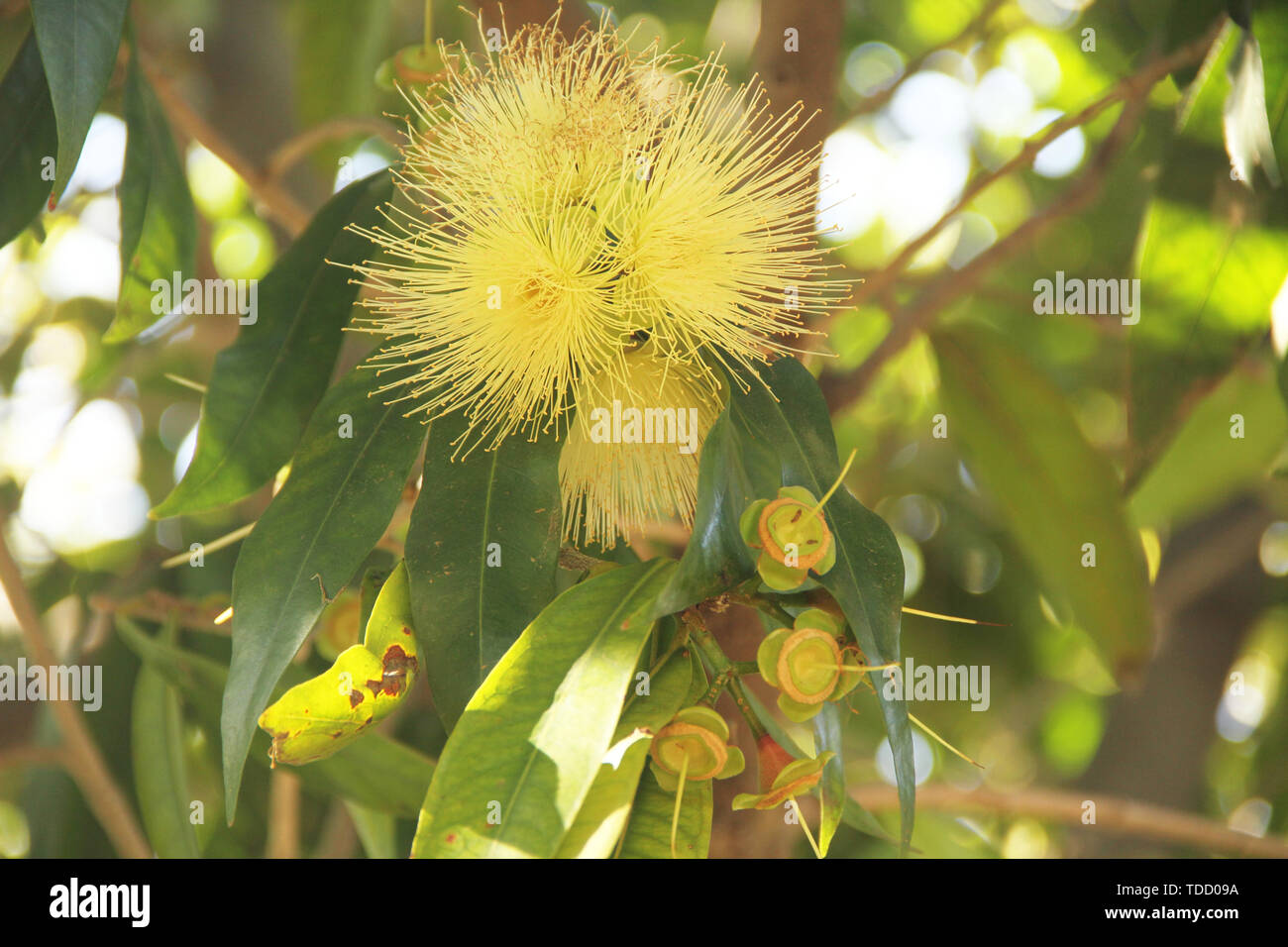 Syzygium jambos, Rose apple, Java apple, Syzygium samarangense, São Paulo, Brasilien Stockfoto