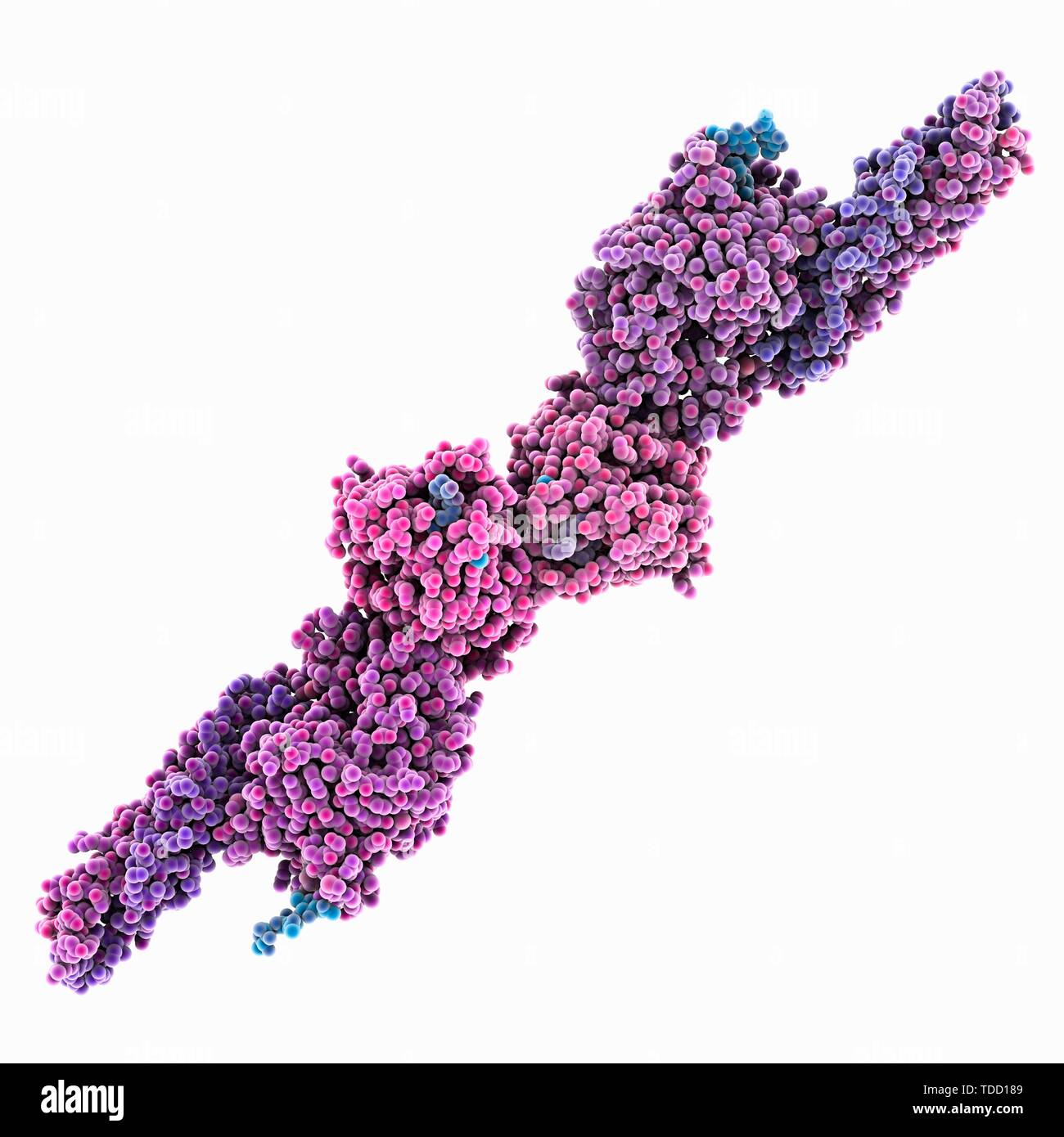 Fibrin Protein, molekulare Modell Stockfoto