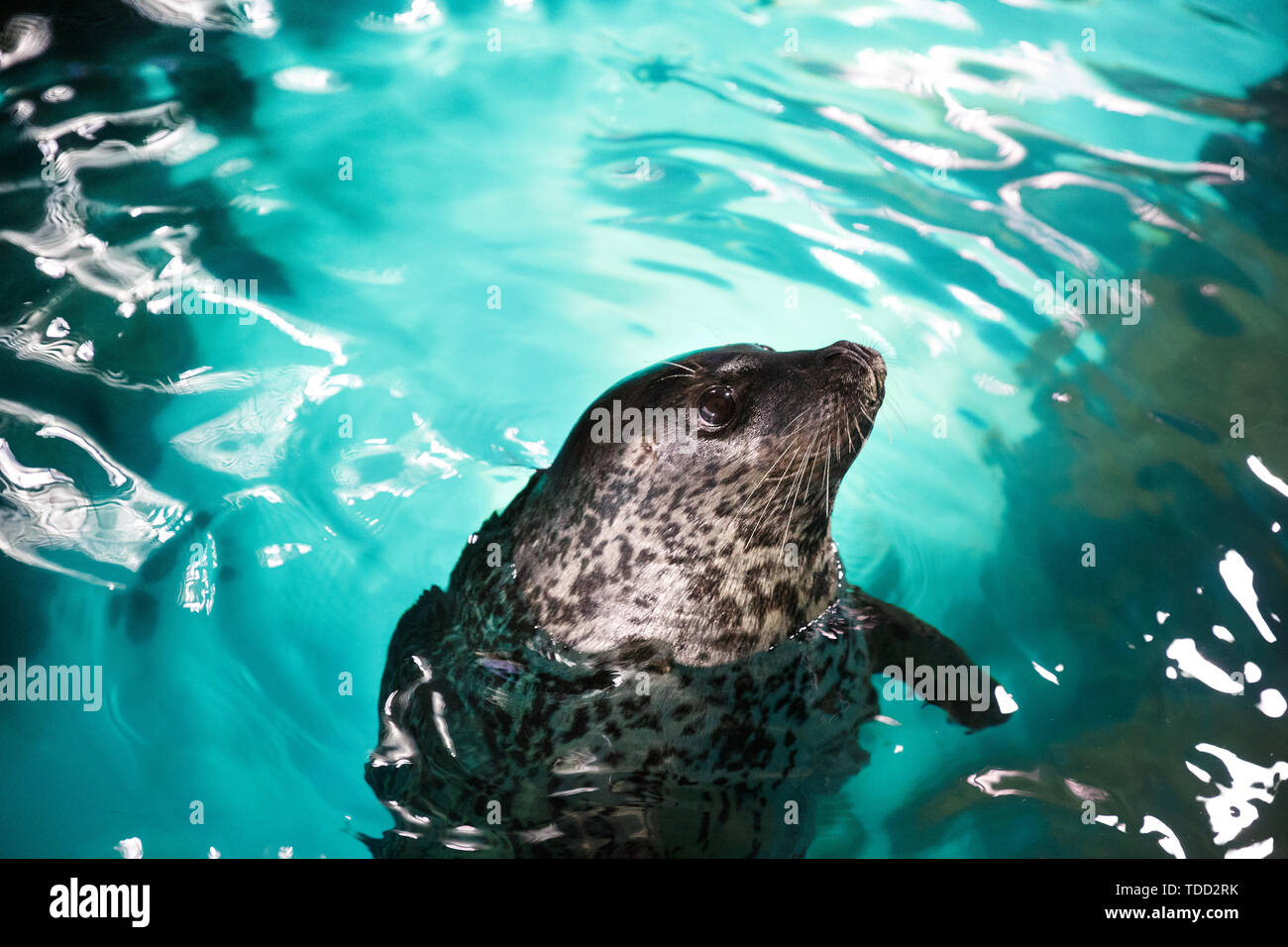 Little Baby Dichtungen. Stockfoto
