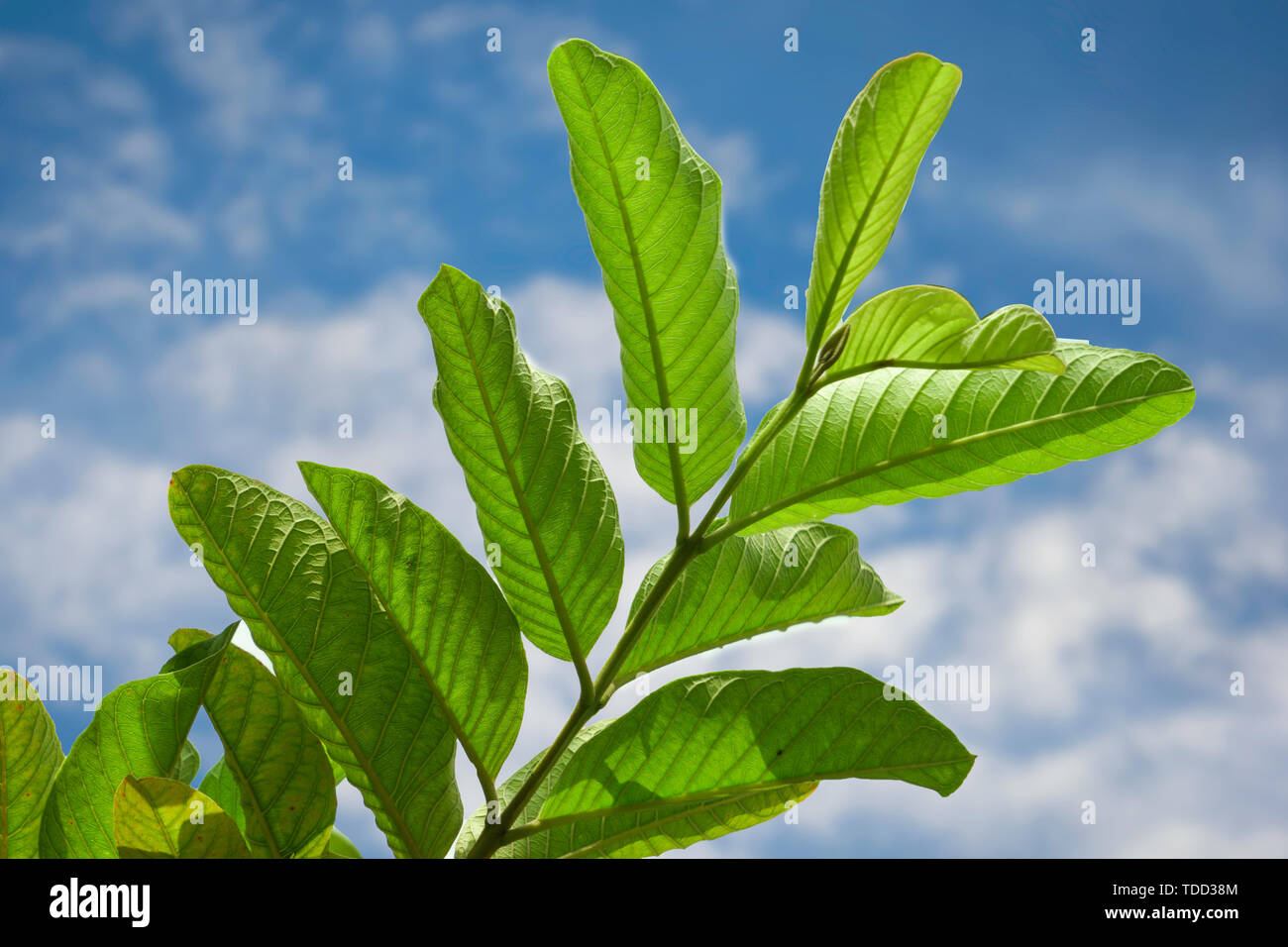 Guave Baum Blätter gegen strahlend blauen Himmel mit weißen Wolken. Stockfoto