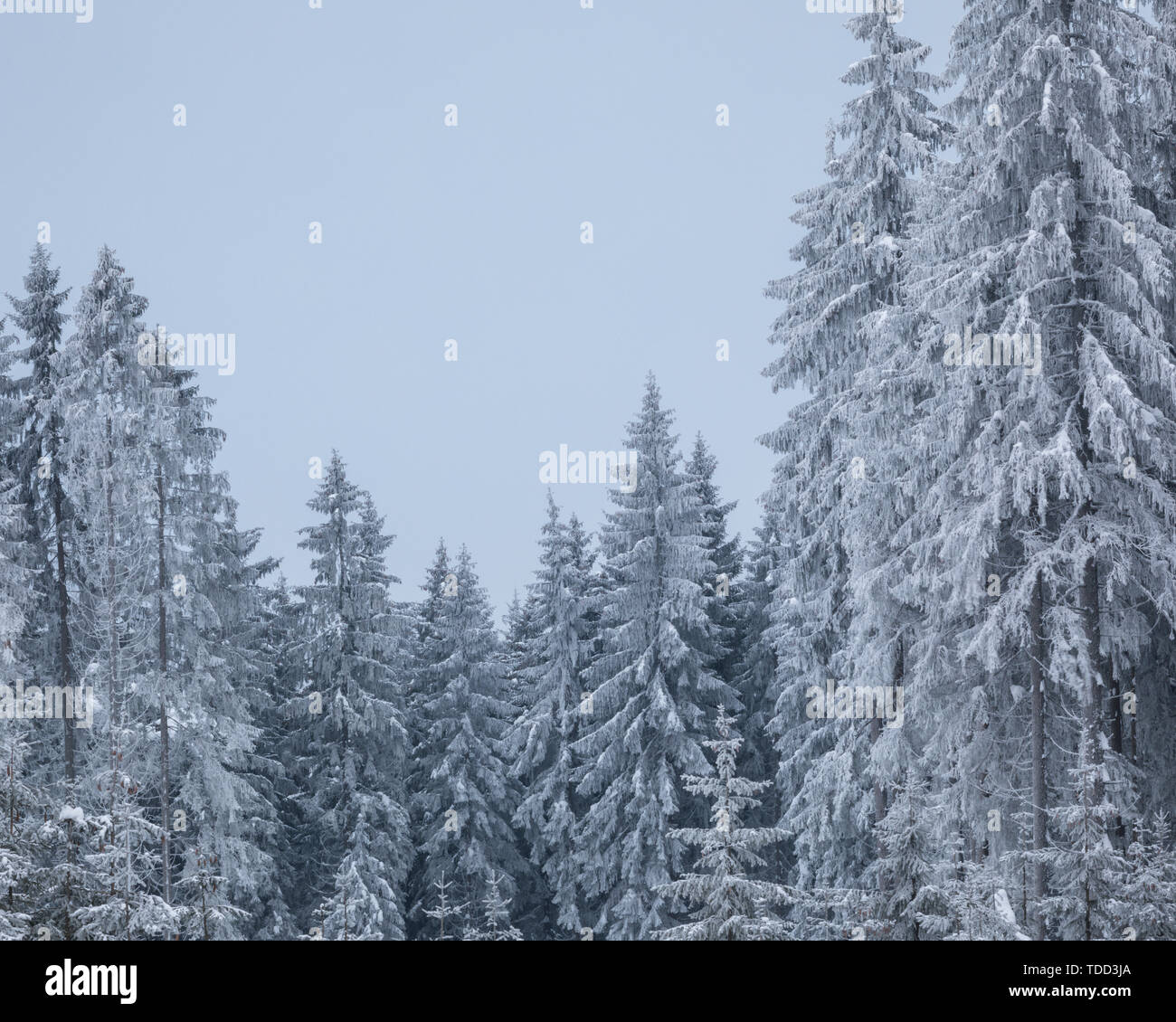 Winter Forest in Niederösterreich, Waldviertel, Österreich Stockfoto