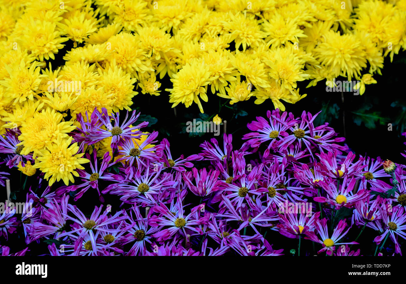 Chrysantheme und lila Chrysantheme, Chrysantheme Stockfoto