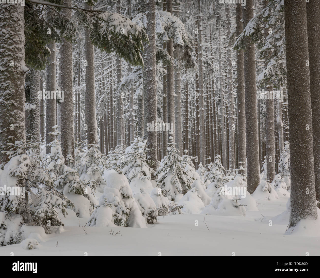 Winter Forest in Niederösterreich, Waldviertel, Österreich Stockfoto
