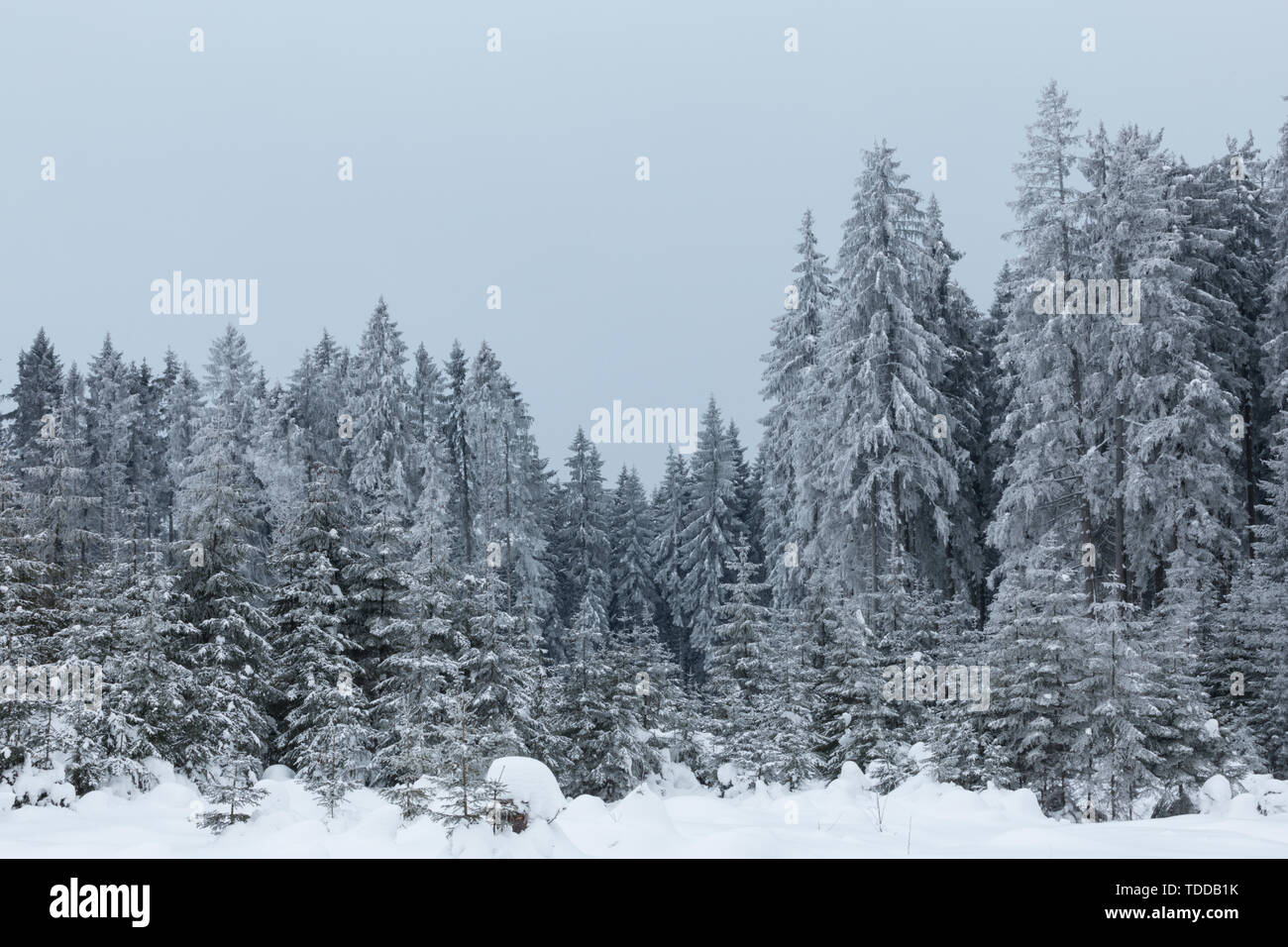 Winter Forest in Niederösterreich, Waldviertel, Österreich Stockfoto