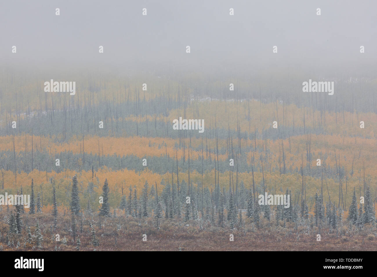 Misty Landschaft im Herbst Farben, Waterton Lakes Nationalpark, Alberta, Kanada Stockfoto