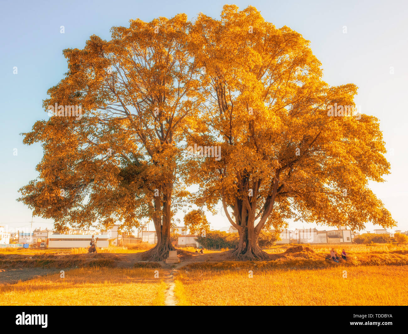 Geliebter Baum in Dali Hai Zunge Park Stockfoto