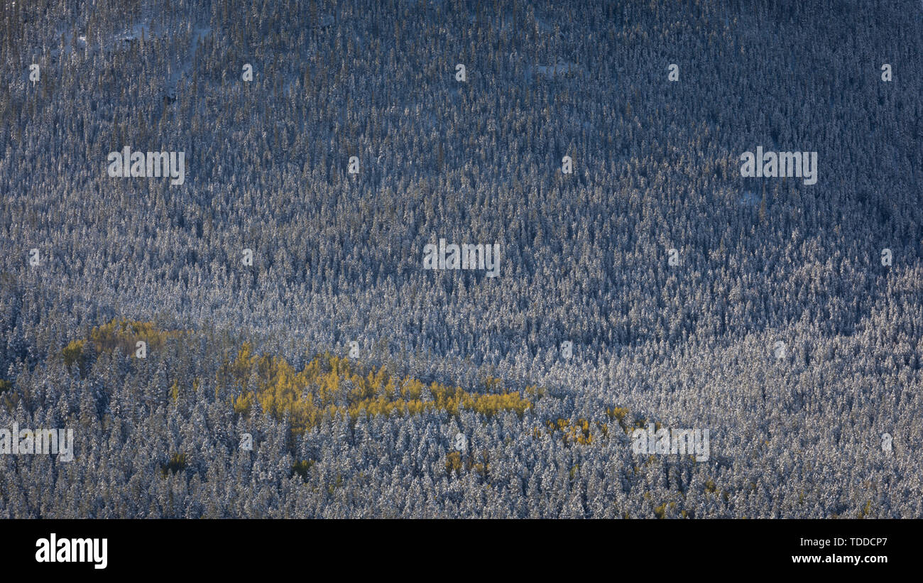 Wald im Winter, Gelb Bäume, Canmore, Alberta, Kanada Stockfoto