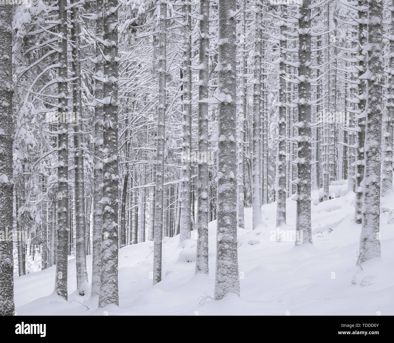 Winter Forest in Niederösterreich, Waldviertel, Österreich Stockfoto