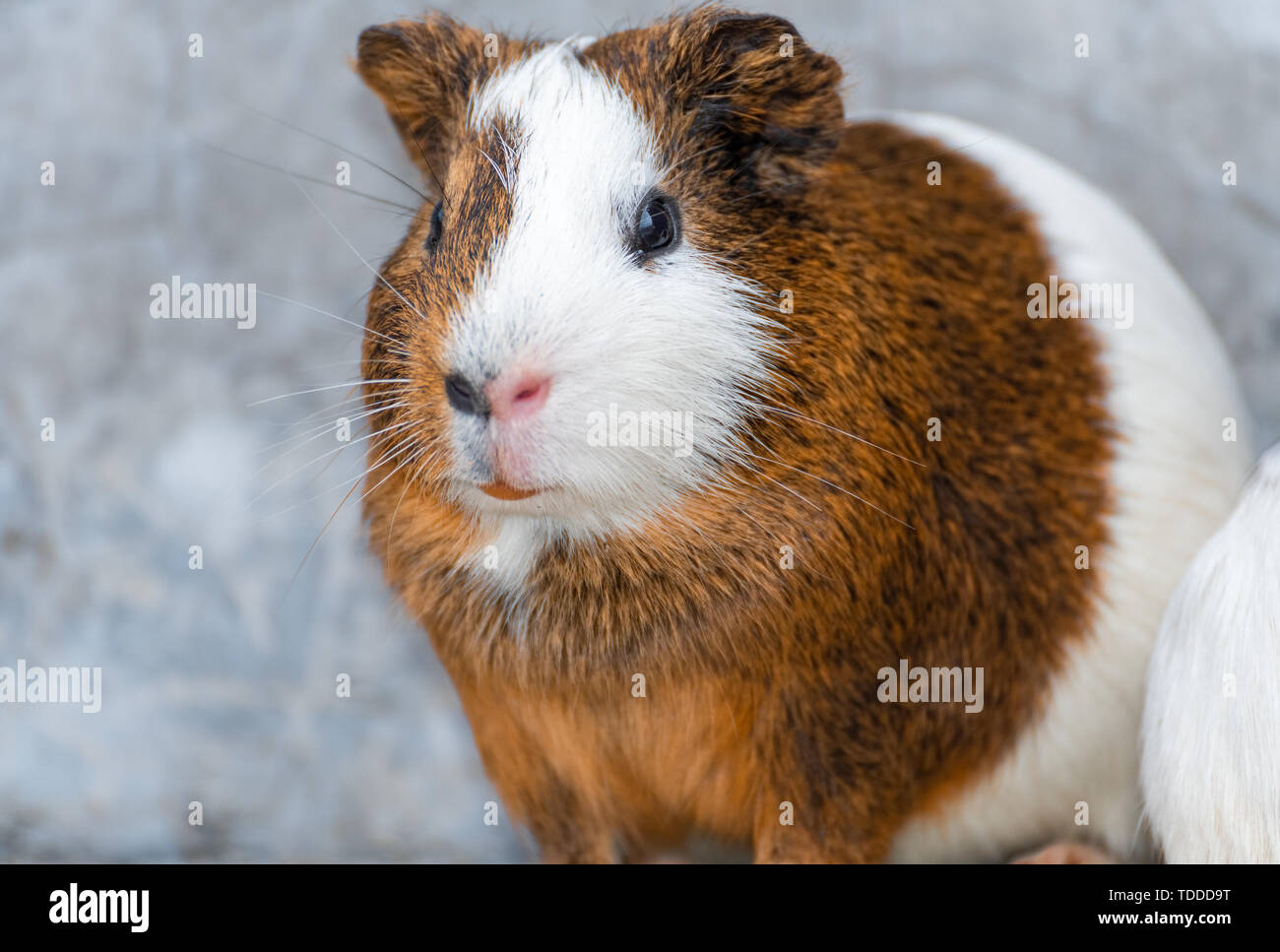 Ein fat Dutch Schwein. Stockfoto