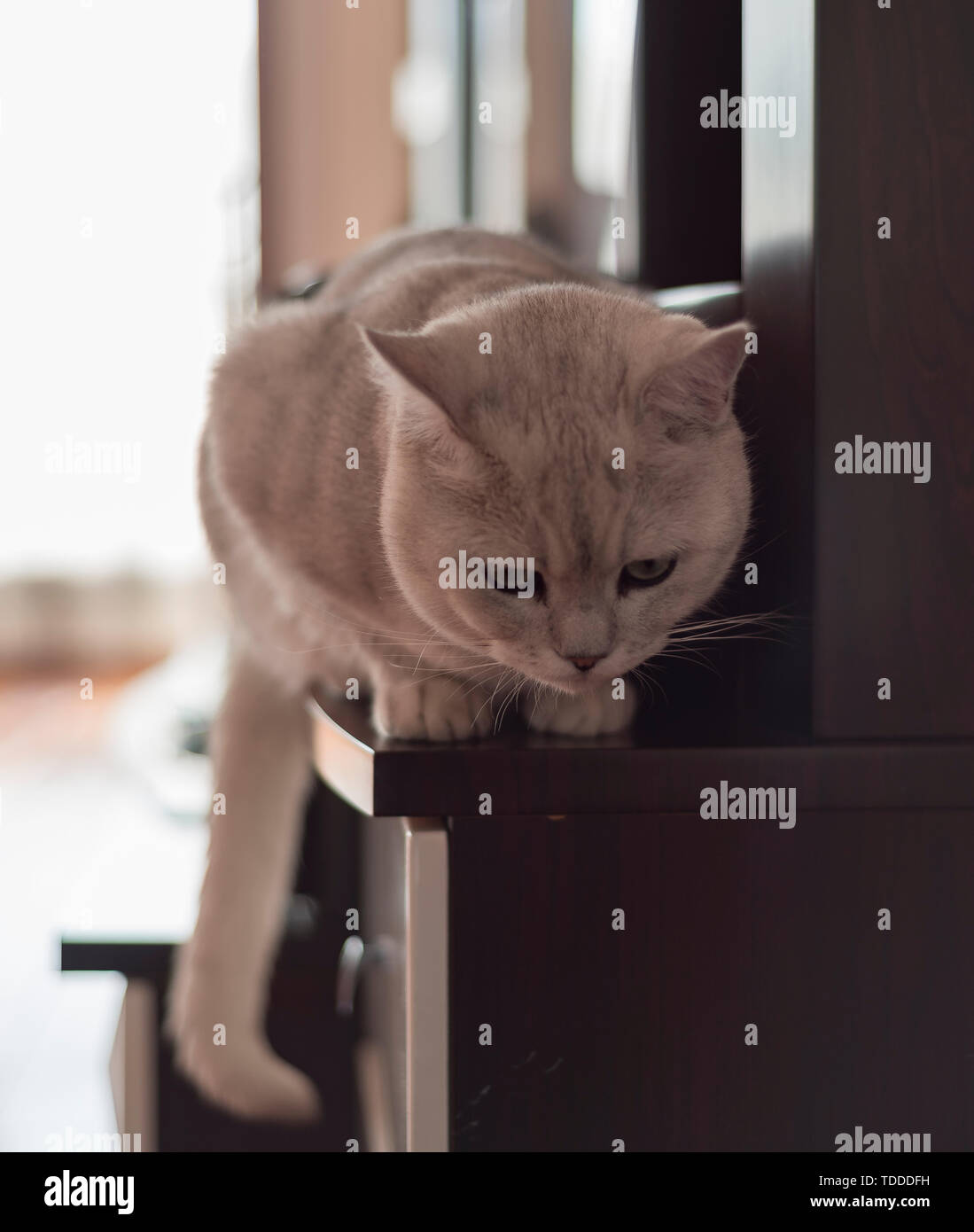 Cat kurz Silber Farbverlauf Stockfoto
