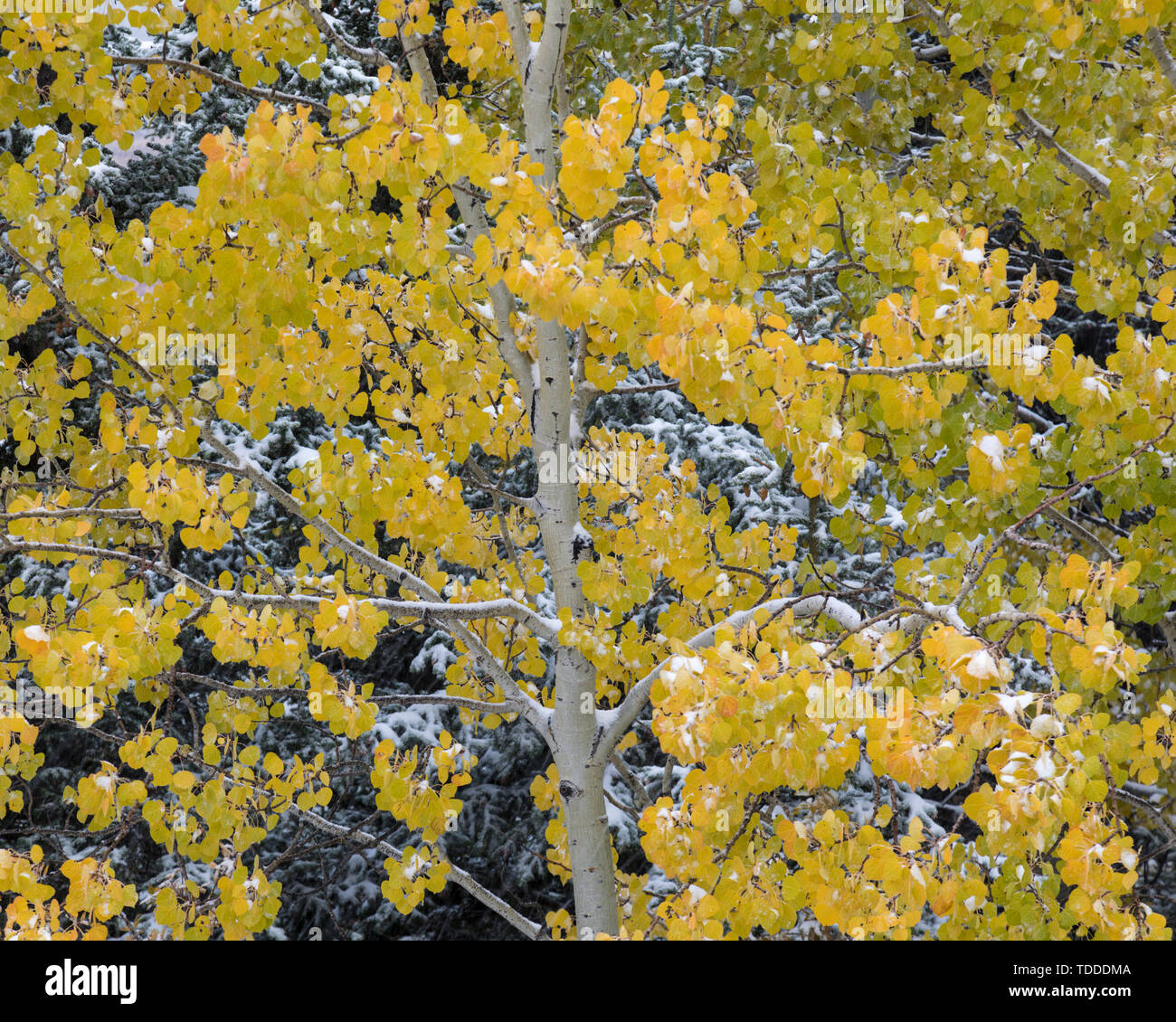 Details eines Baumes, Nahaufnahme, Waterton Lakes Nationalpark, Alberta, Kanada Stockfoto