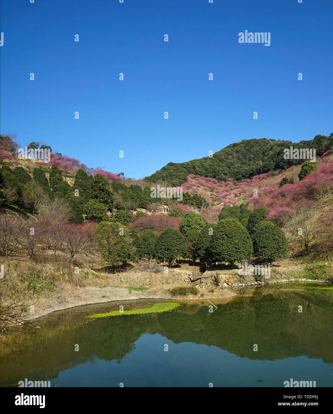 Mudanjiang Mei Garten Stockfoto