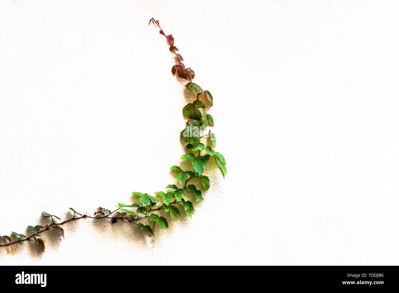 Stadt ökologisierung Kriechpflanze Kletterer Tiger Stockfoto