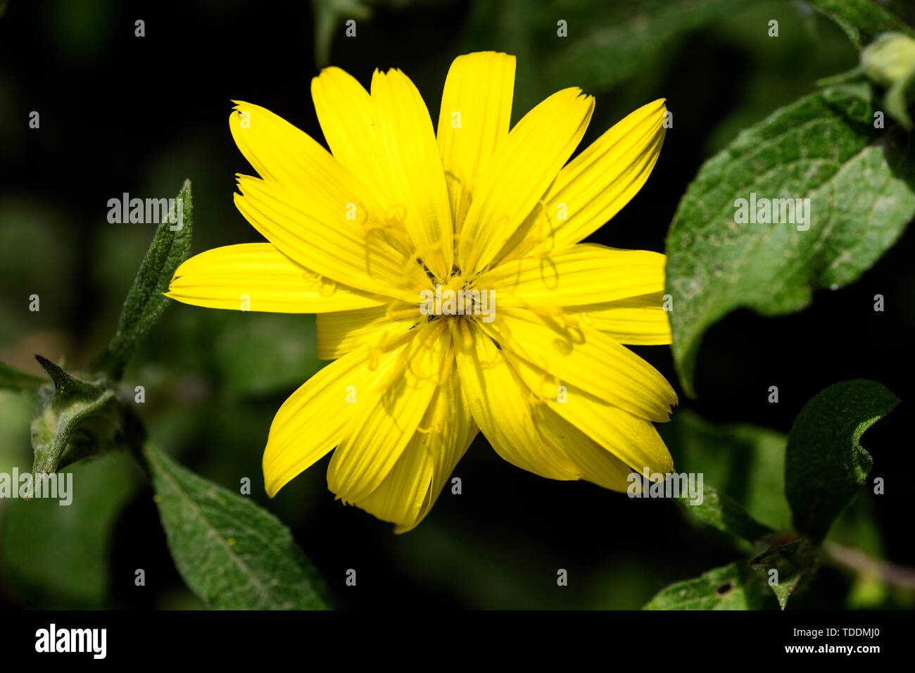 Taraxacum blow up wilde Blume Blüte Makro Hintergrund fine art in hoher Qualität drucken Produkte 50,6 Megapixel Stockfoto