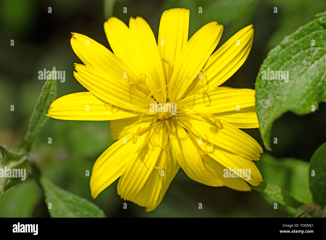 Taraxacum blow up wilde Blume Blüte Makro Hintergrund fine art in hoher Qualität drucken Produkte 50,6 Megapixel Stockfoto