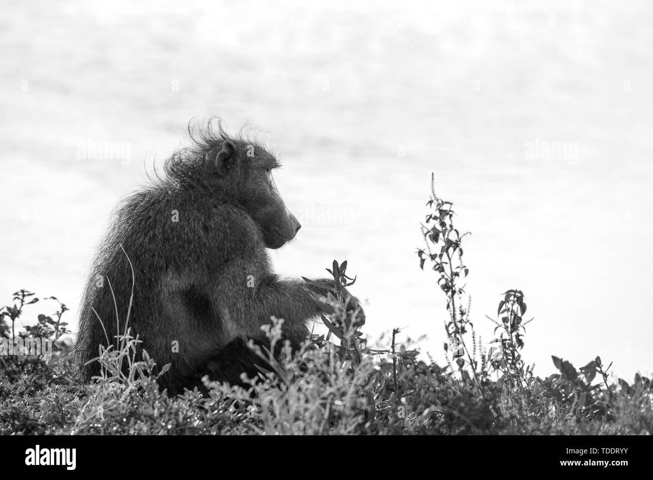 Chacma baboon männlichen sitzen auf Lakeside in blakc Weiß und in den Krüger National Park, Südafrika; Gattung Papio ursinus Familie von Fußball oder Handball Stockfoto