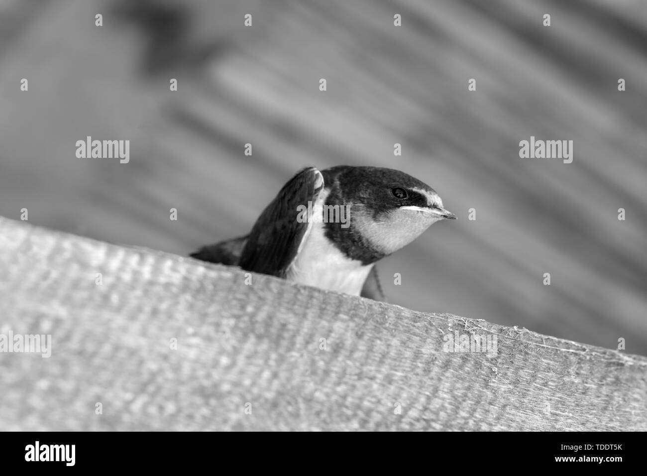 Schlucken eingebettet sitzt auf sonnenbeschienenen Holzbalken unter dem Dach. Schwarz und Weiß getönten Bild. Stockfoto