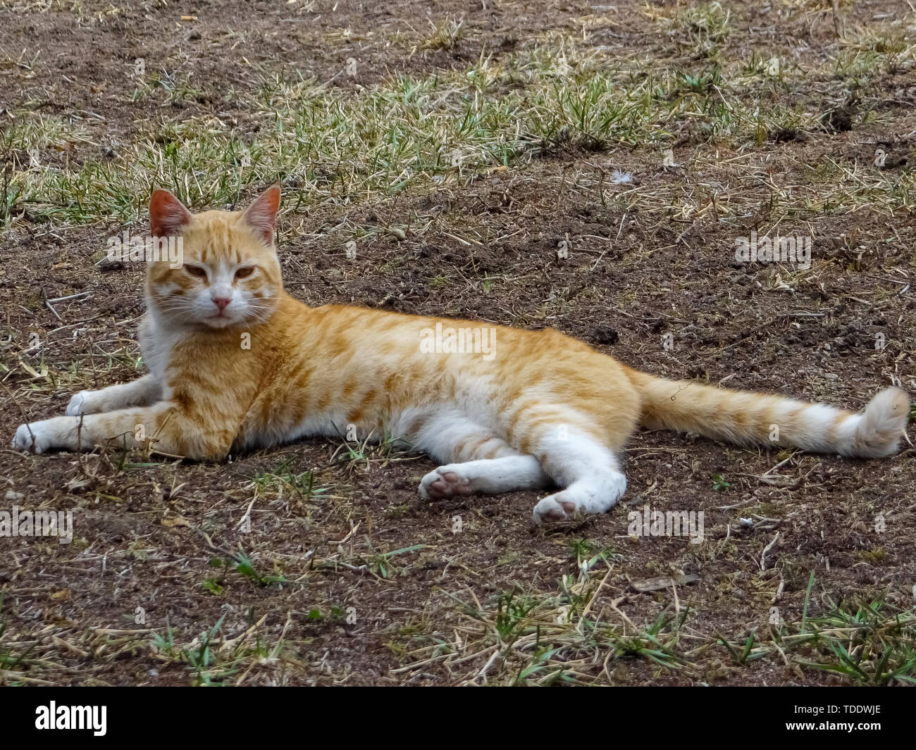 Katze (Felis Domesticus) Einstellung auf Land, Tansania, Afrika. Stockfoto