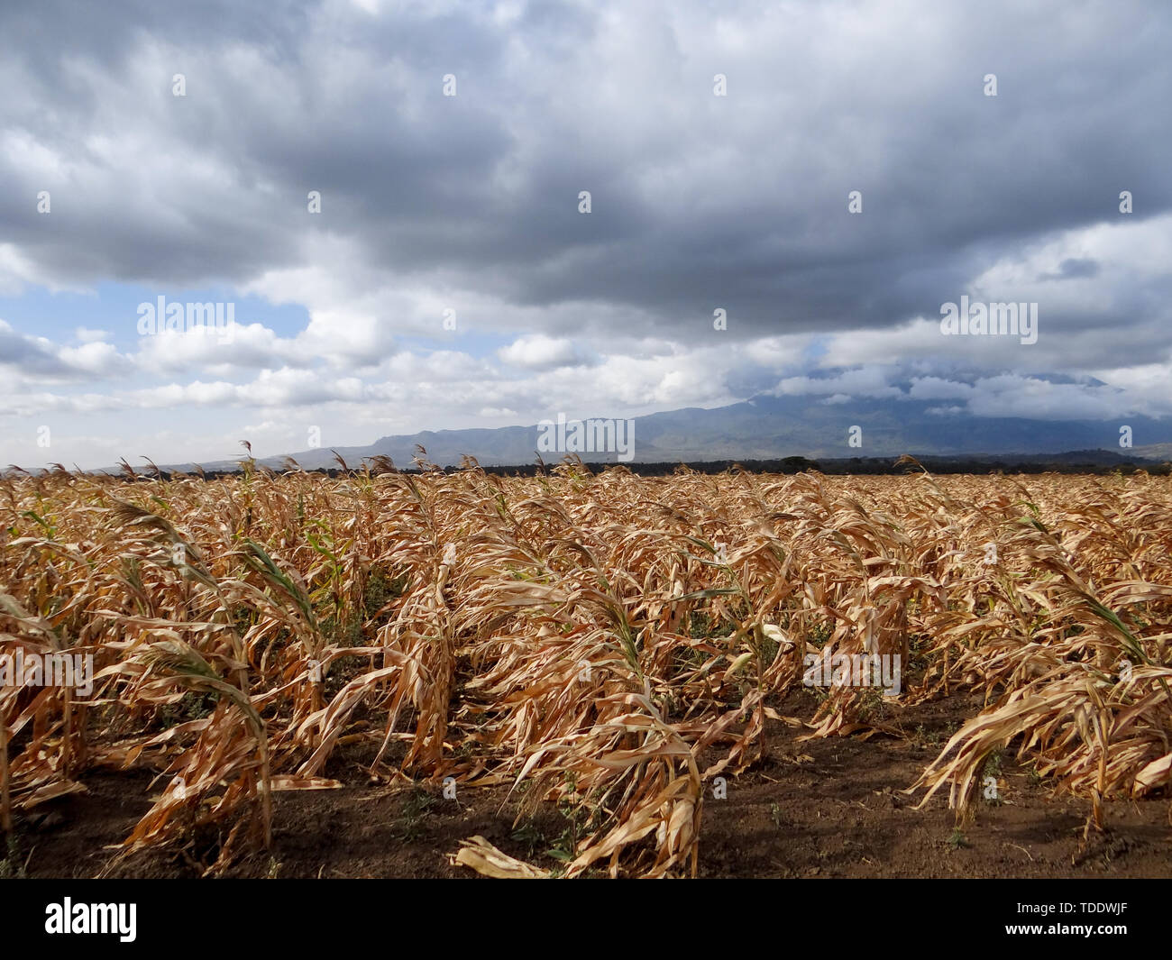 Mais (Mais) zur Ernte bereit, über bewölkter Himmel Stockfoto