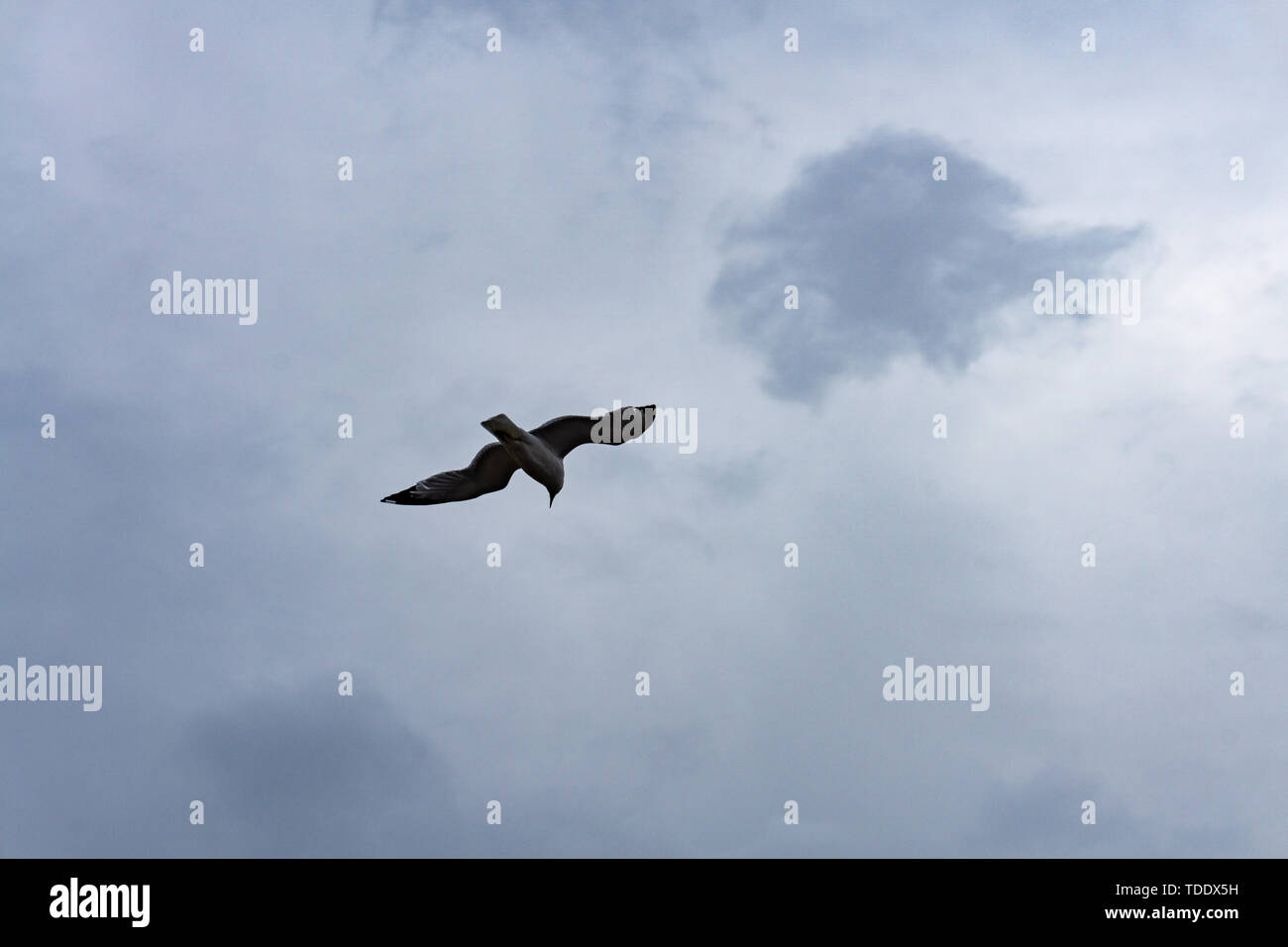 Möwe Seevögel fliegen in hell Blau grauer Himmel, weite spreded Flügel, weiße Wolken. Freiheit im Flug. Amerikanische Silbermöwe Stockfoto