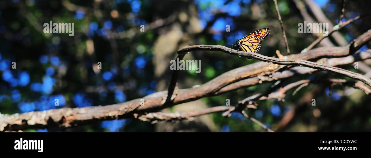 Monarch butterfly ruht auf einem Ast an einem sonnigen Tag Stockfoto