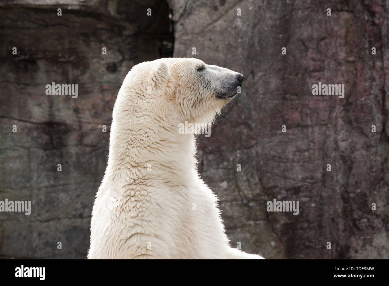 Ein Eisbär stehend. Stockfoto