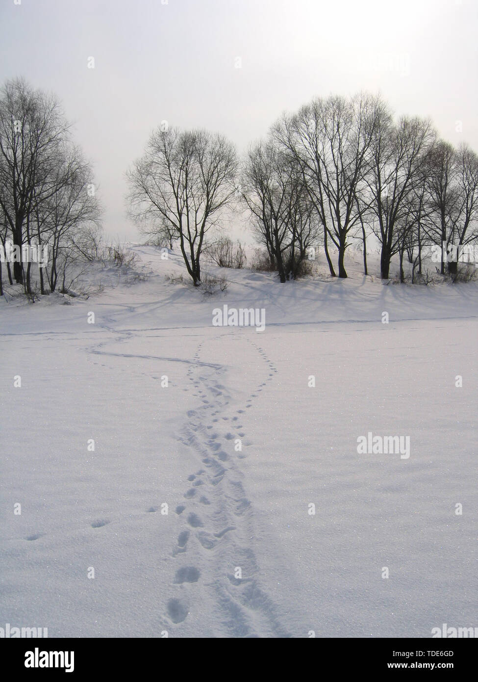 Winter Landschaft mit Bäumen und Spuren im Schnee Stockfoto