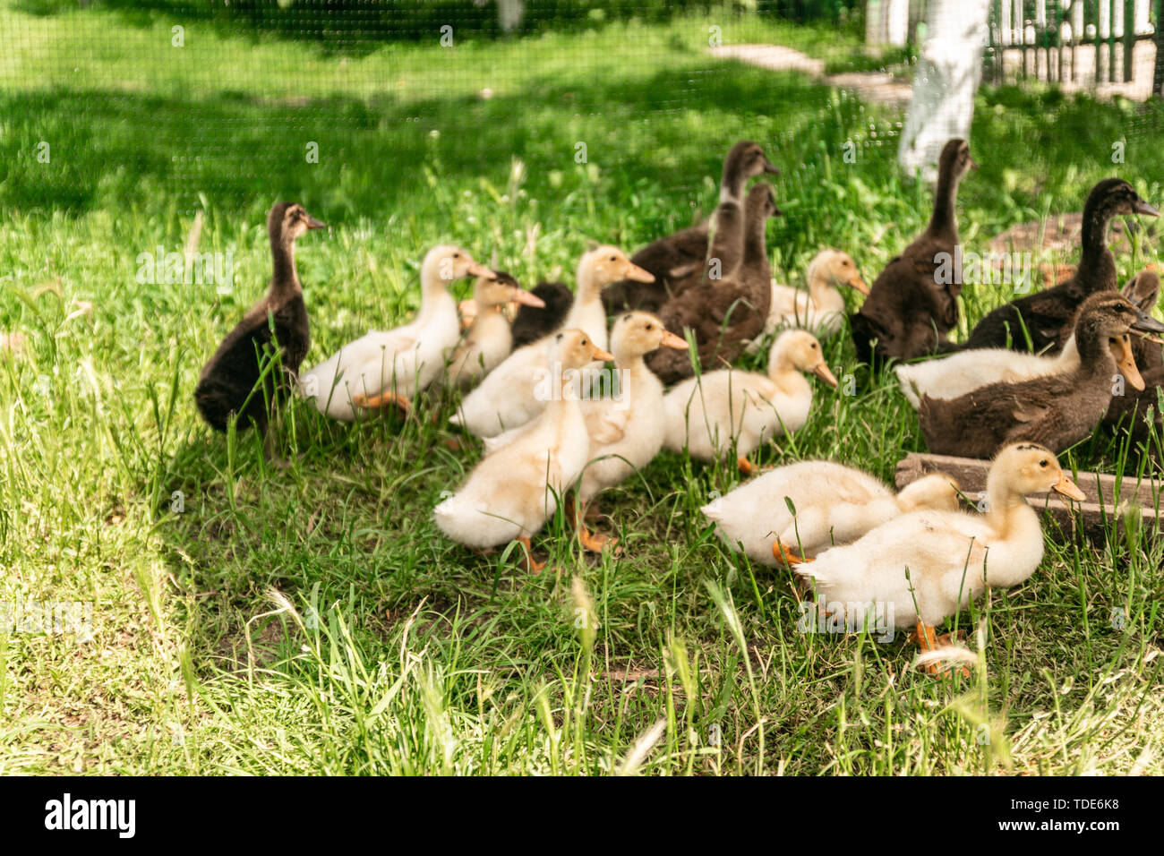 Familie von gänschen Essen auf der grünen Wiese Stockfoto