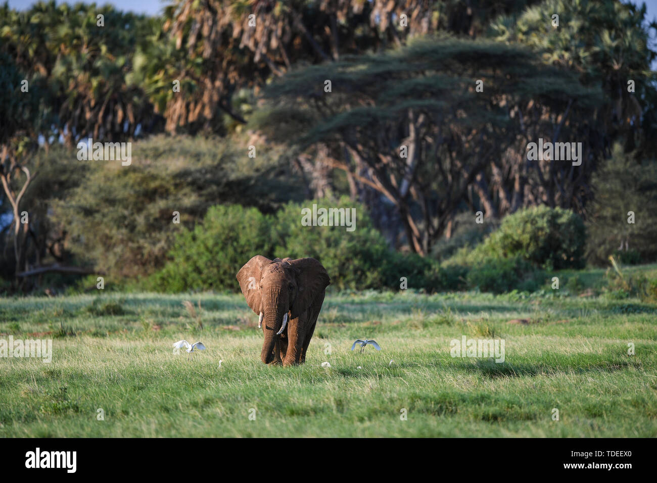(190615) -- NAIROBI, 15. Juni 2019 (Xinhua) - ein Elefant sucht nach Essen im Samburu National Reserve, im Norden von Kenia, 13. Juni 2019. Die Samburu National Reserve ist im Norden Kenias gelegen, mit einer Fläche von rund 165 Quadratkilometern. Es lockt die Tiere wegen der iro Fluß Ewaso Ng', läuft durch ihn und die Mischung aus Akazie, Auwald, Thorn Bäume und Gräser Vegetation. Die Grevy Zebra, gerenuk, Netzgiraffen und Beisa Oryx sind hier mehr als in anderen Regionen des Landes. Die Reserve ist auch Heimat für Löwen, Krokodile, Paviane, Elefanten und hundr Stockfoto