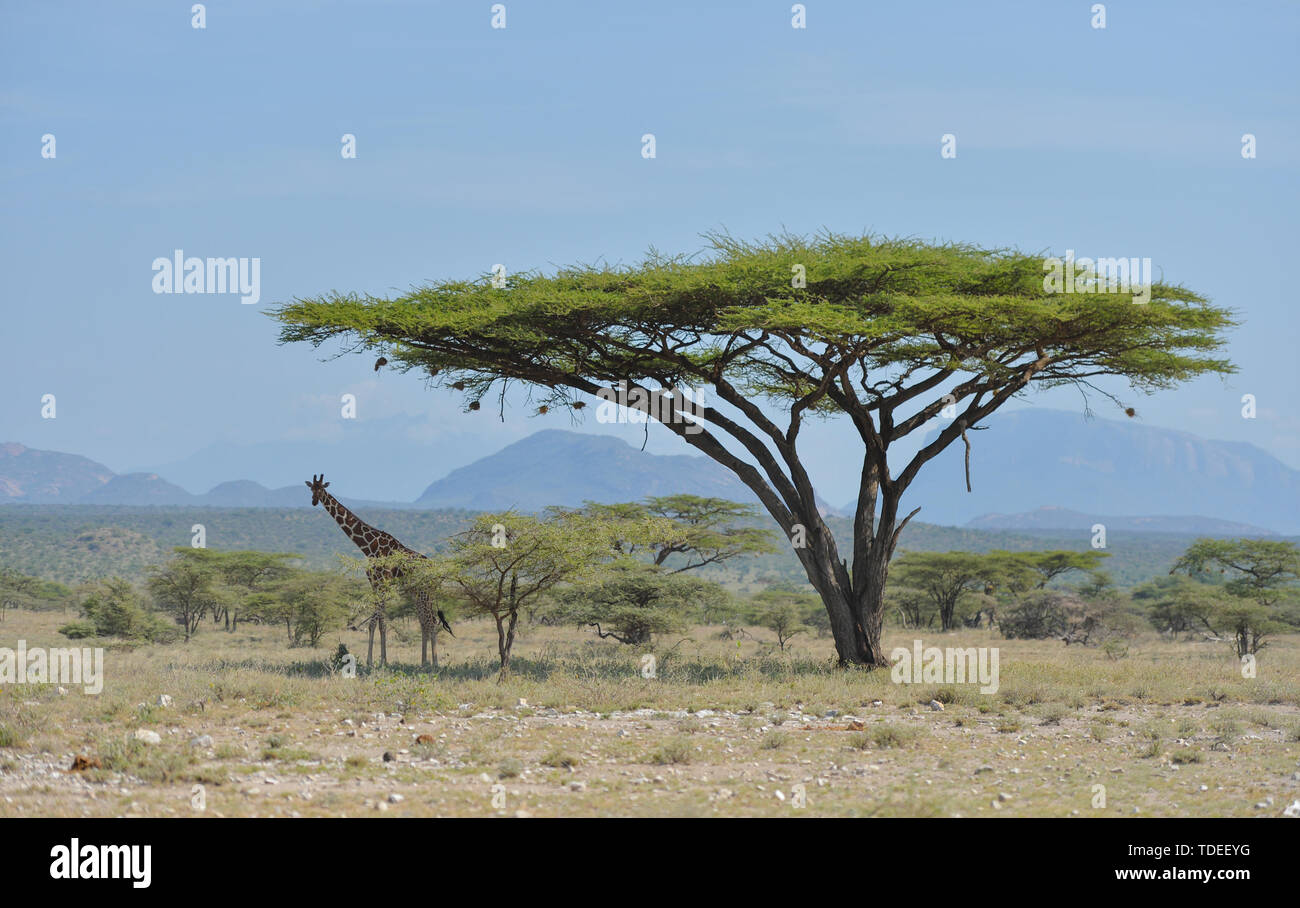 (190615) -- NAIROBI, 15. Juni 2019 (Xinhua) - eine Giraffe liegt unter Bäumen am Samburu National Reserve, im Norden von Kenia, 14. Juni 2019. Die Samburu National Reserve ist im Norden Kenias gelegen, mit einer Fläche von rund 165 Quadratkilometern. Es lockt die Tiere wegen der iro Fluß Ewaso Ng', läuft durch ihn und die Mischung aus Akazie, Auwald, Thorn Bäume und Gräser Vegetation. Die Grevy Zebra, gerenuk, Netzgiraffen und Beisa Oryx sind hier mehr als in anderen Regionen des Landes. Die Reserve ist auch Heimat für Löwen, Krokodile, Paviane, Elefanten und Hund Stockfoto