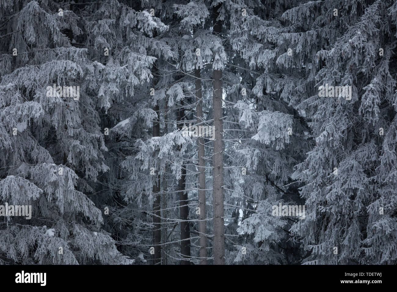Winter Forest in Niederösterreich, Waldviertel, Österreich Stockfoto