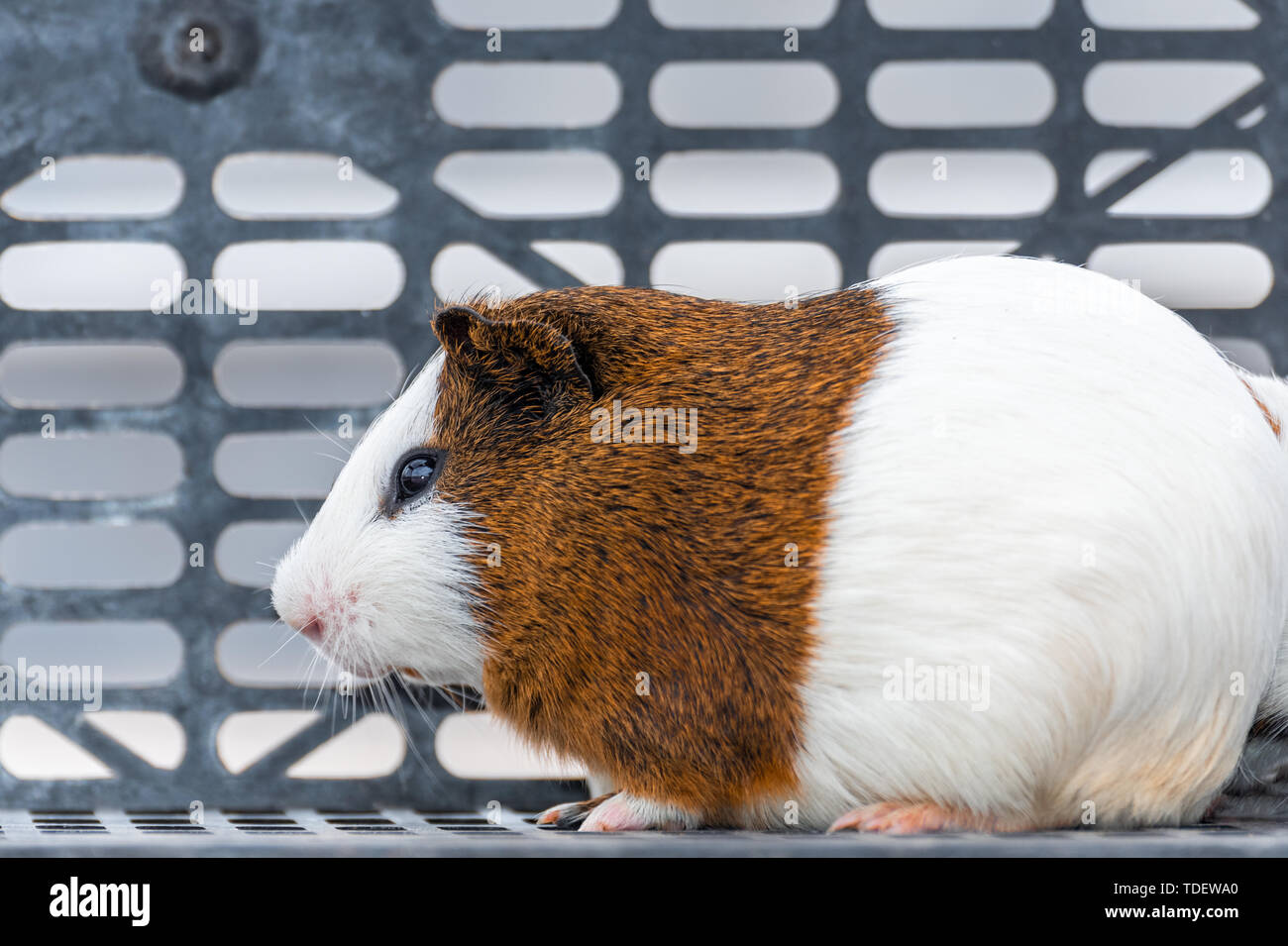 Ein fat Dutch Schwein. Stockfoto