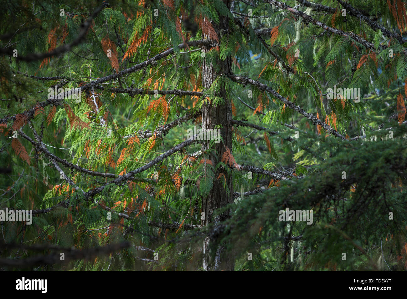 Detail Aufnahme eines Baumes, Mount Revelstoke Nationalpark, Britisch-Kolumbien, Kanada Stockfoto