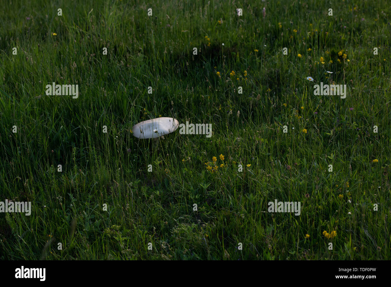 Macrolepiota procera Pilz auf sonnige Wiese im langen Gras Stockfoto