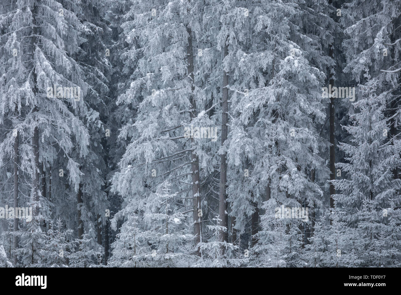 Winter Forest in Niederösterreich, Waldviertel, Österreich Stockfoto