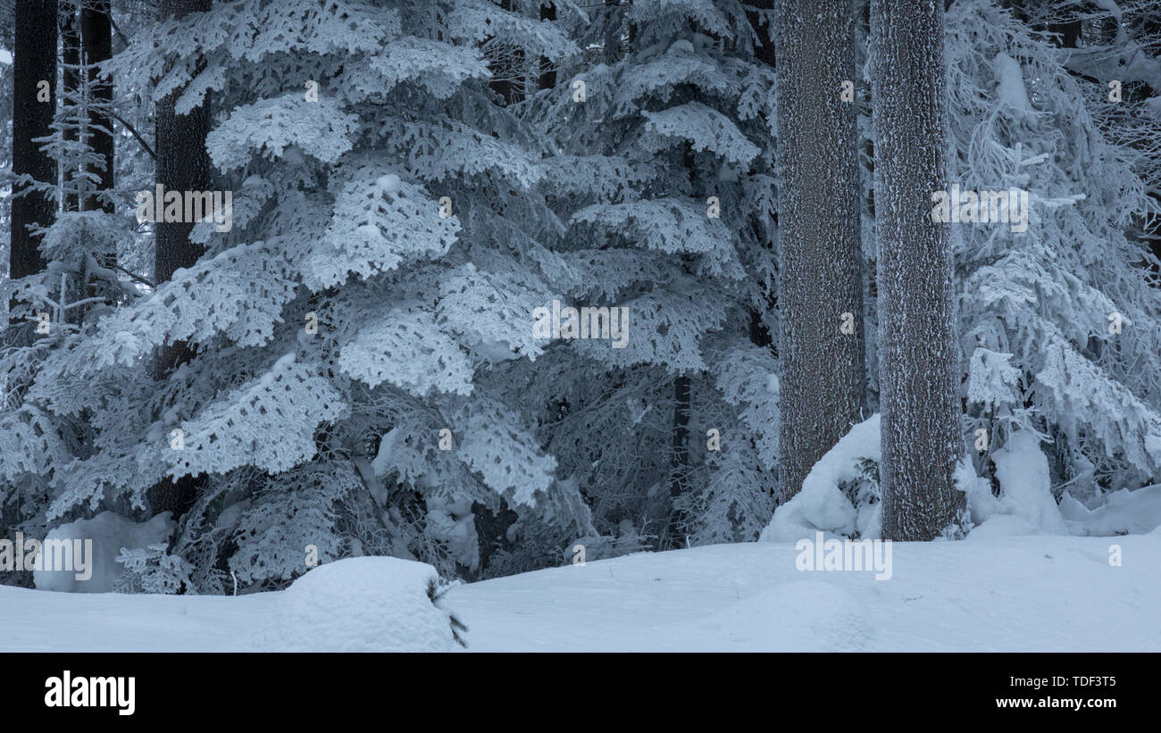 Winter Forest in Niederösterreich, Waldviertel, Österreich Stockfoto
