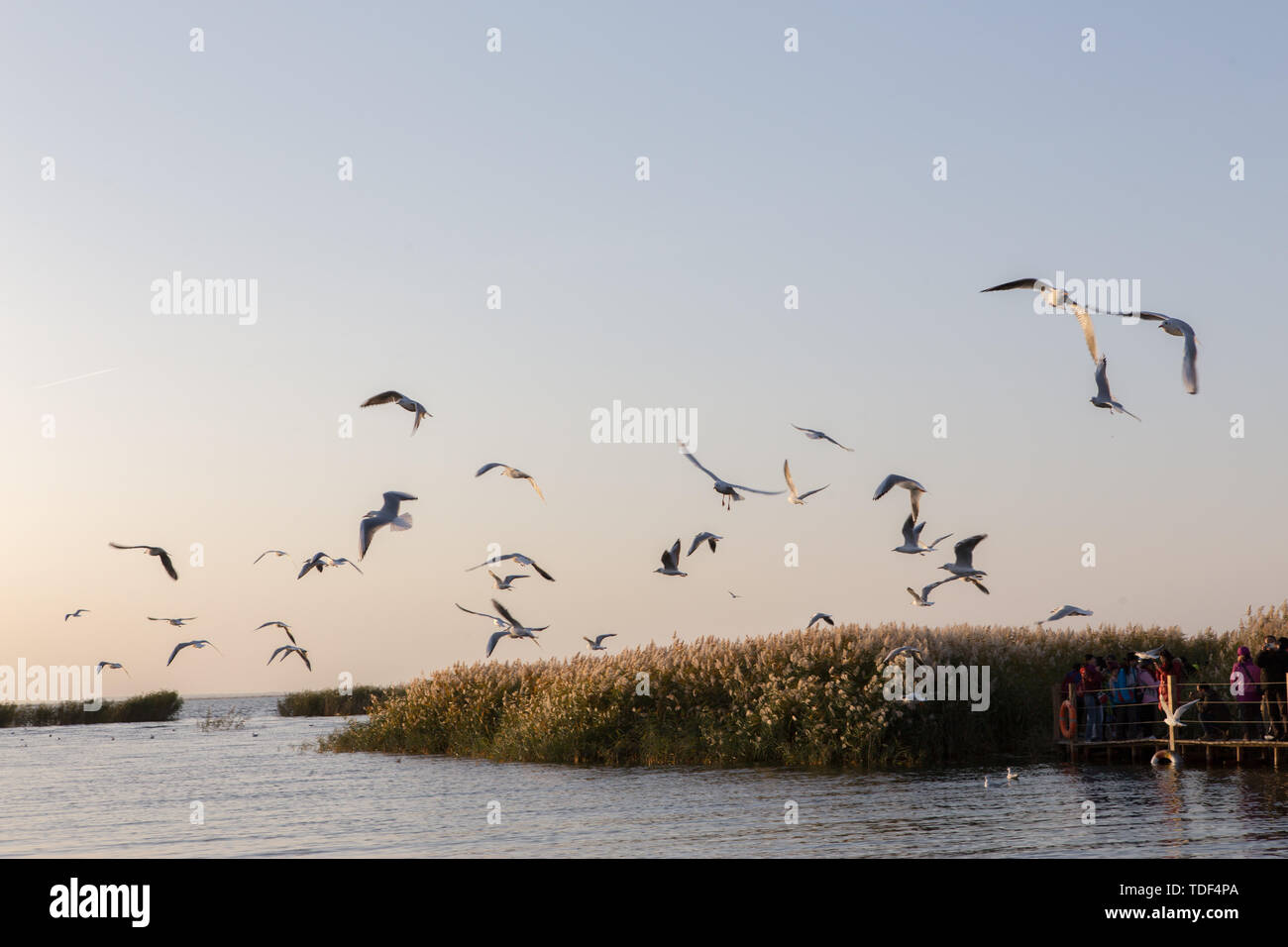 Eine Gruppe von Wasser Vögel fliegen von Juyan bei Sonnenaufgang im Meer, der Inneren Mongolei Stockfoto