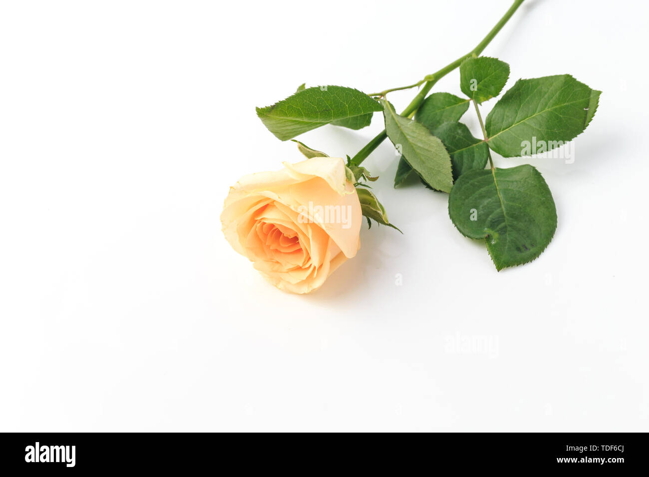 Schönen duftenden Rosen Stockfoto