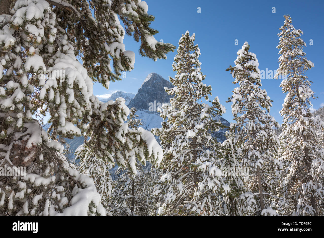 Verschneite Bäume, Berg im Tal zurück, Spray Lakes Provincial Park, Canmore, Alberta, Kanada Stockfoto