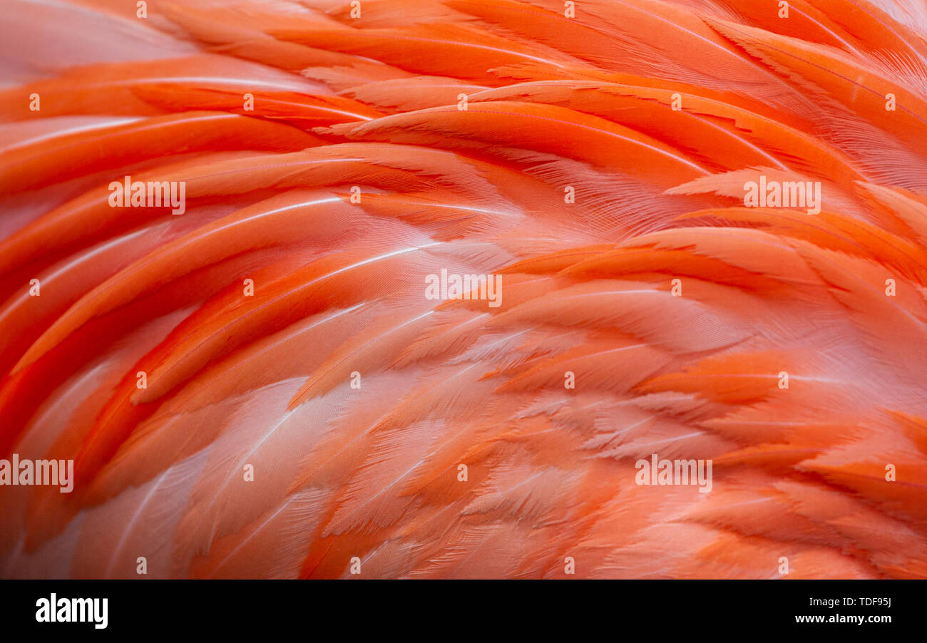 Detail von rosa Flamingo Federn Stockfoto