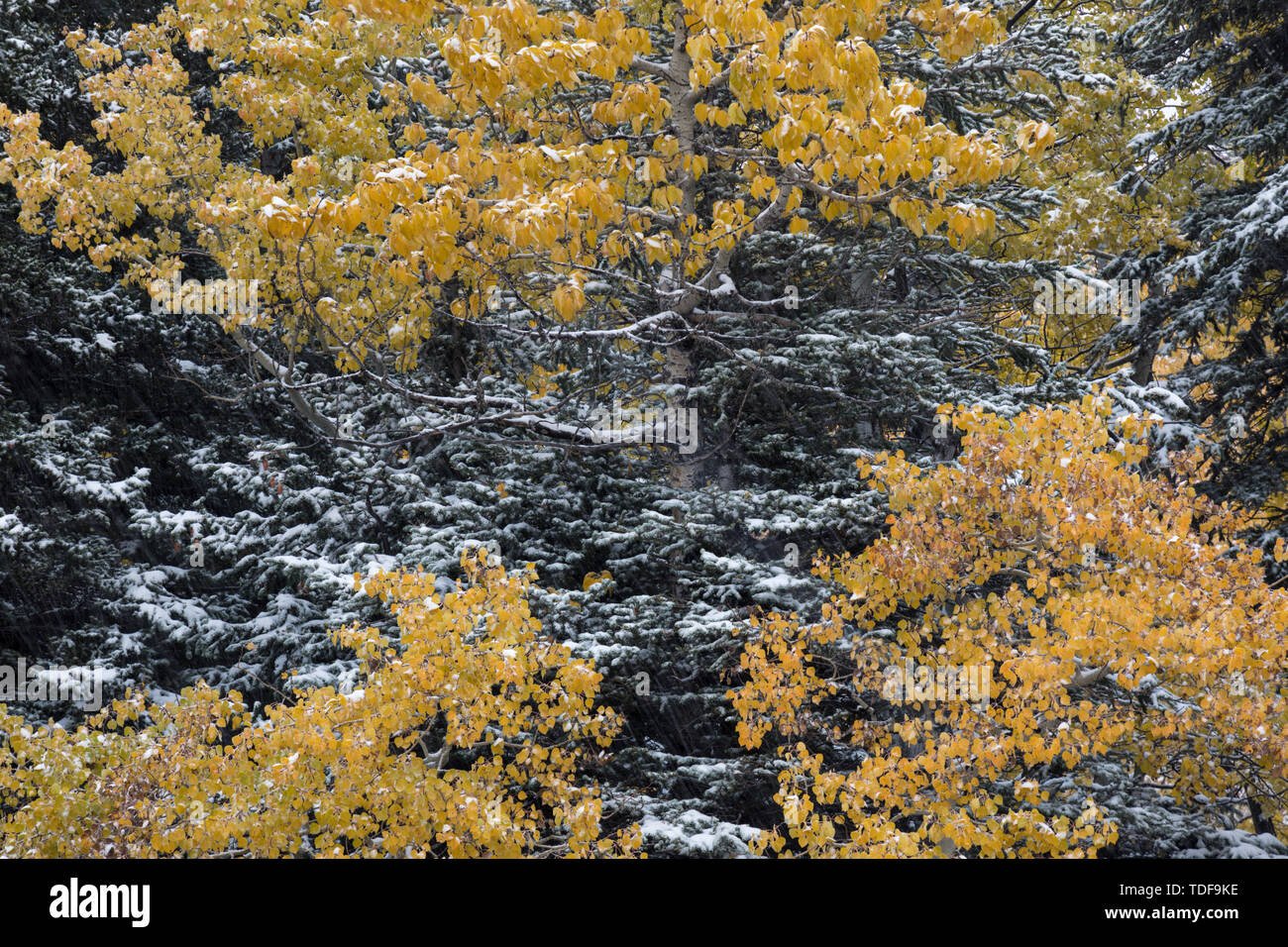 Details eines Baumes, Nahaufnahme, Waterton Lakes Nationalpark, Alberta, Kanada Stockfoto