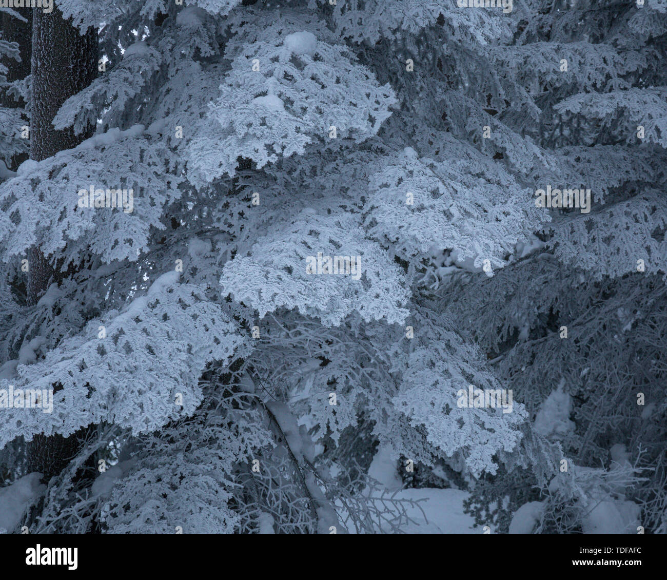 Winter Forest in Niederösterreich, Waldviertel, Österreich Stockfoto