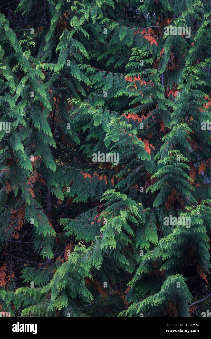 Details einer Zeder, Alte Wachstum Wald, riesige Zedern Boardwalk Trail, Revelstoke, Mount Revelstoke Nationalpark, Britisch-Kolumbien, Kanada Stockfoto