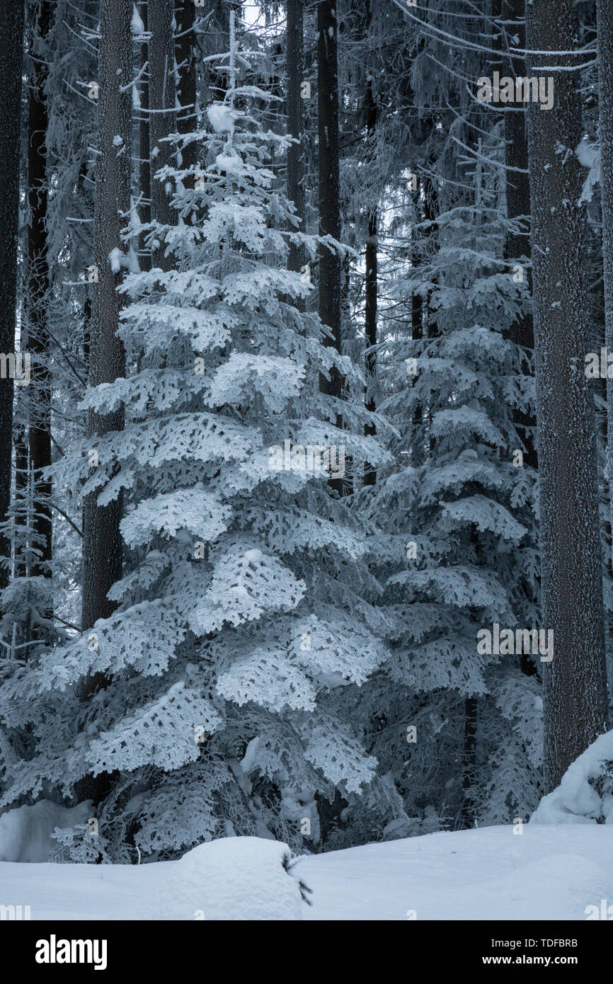 Winter Forest in Niederösterreich, Waldviertel, Österreich Stockfoto