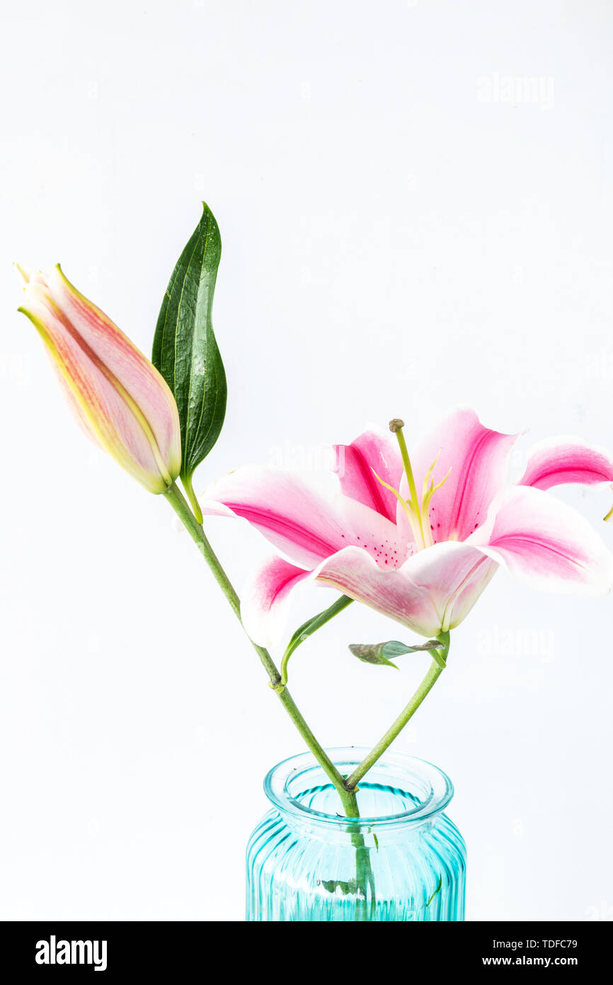 Lilien in blauer Vase auf weißem Hintergrund Stockfoto