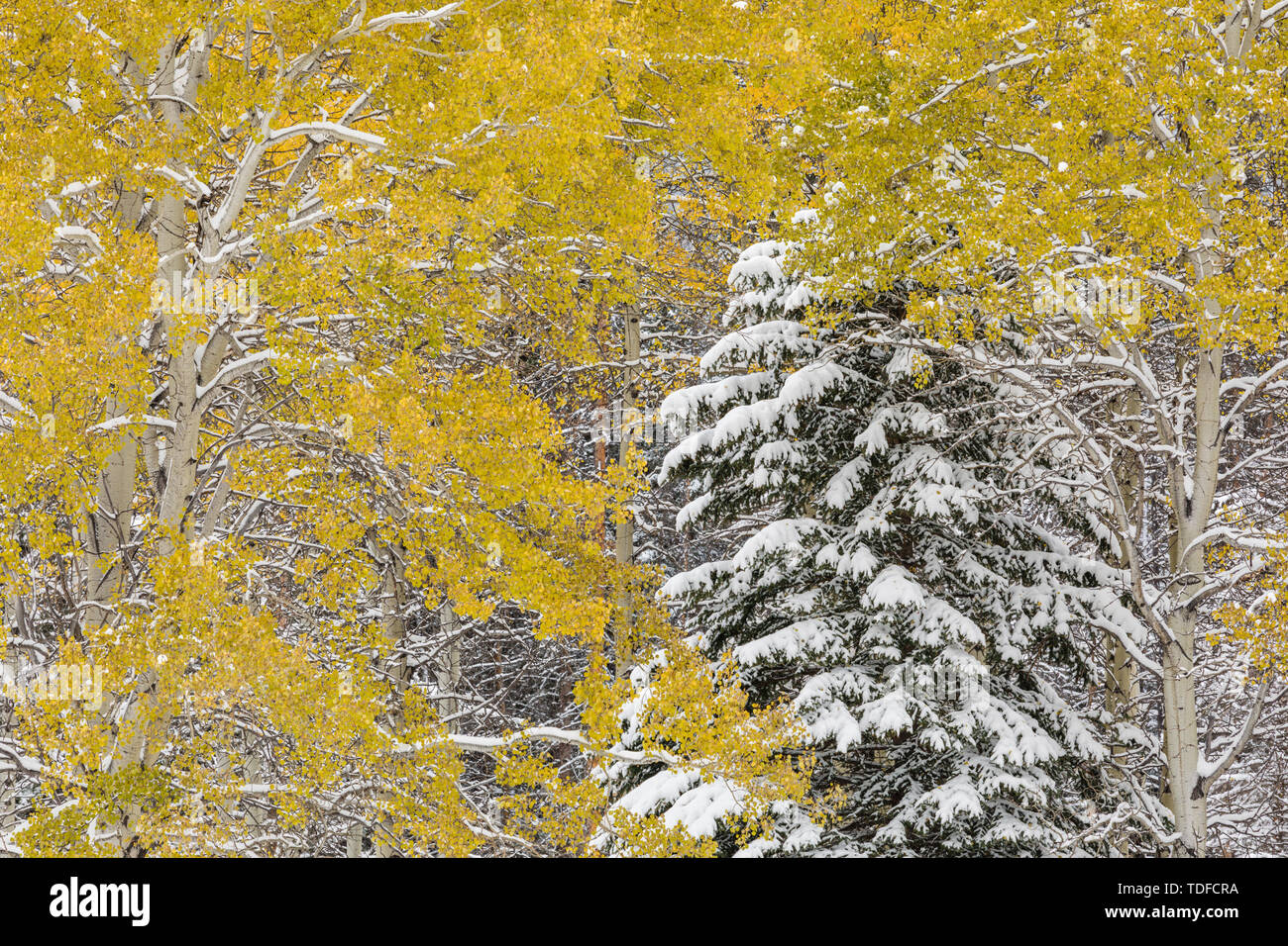 Im Winter beginnen in Banff Nationalpark, Bow Valley Parkway, Alberta, Kanada Stockfoto